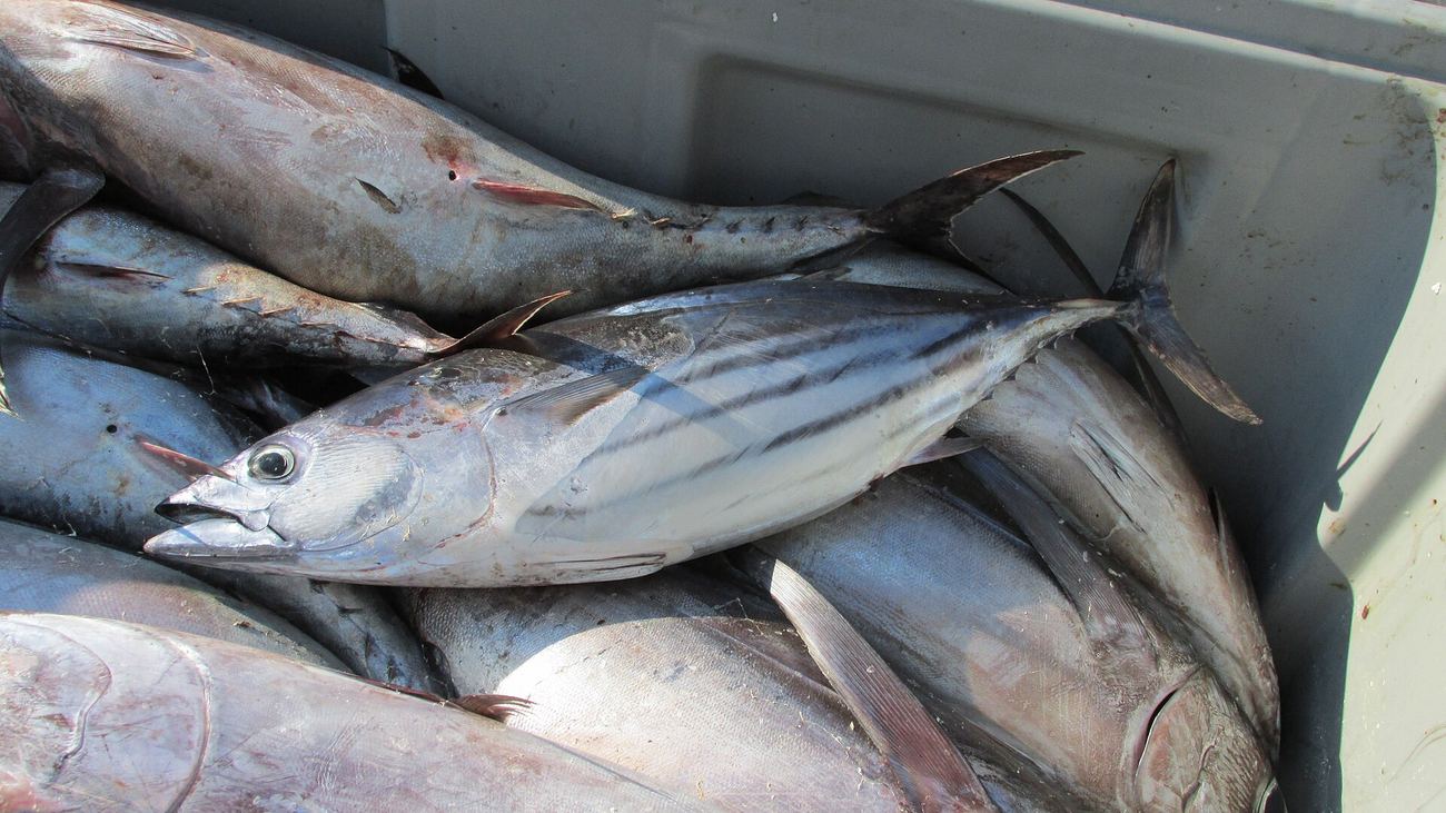 Frisch gefangene Echte Bonitos, Katsuwonus pelamis, mit den typischen Bauchstreifen in einer Fischkiste